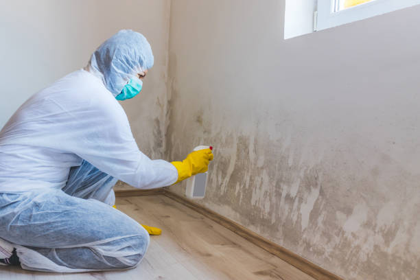 Mold Remediation specialist working in Hibernia